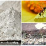 Application Fas double d'insectes