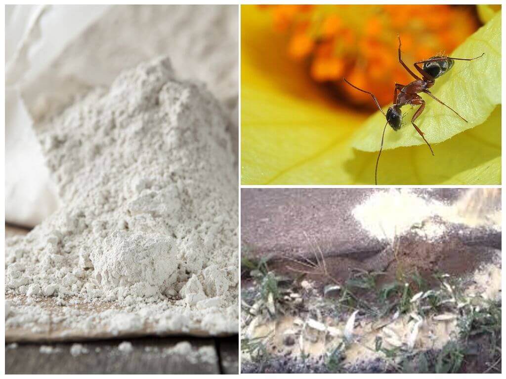Application Fas double d'insectes
