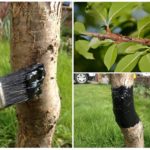 Traitement des troncs d'insectes