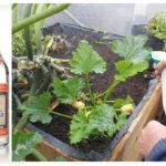 Pulvériser des plantes avec de la vodka