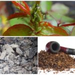 Épousseter les cendres pour la prophylaxie