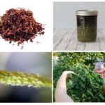 L'utilisation de bouillon de tabac