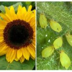 Puceron du tournesol