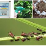 Avantages de l'acide borique