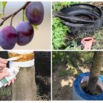 Façons de combattre les insectes
