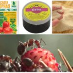 Appâts toxiques pour les fourmis