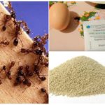 Recettes folkloriques pour la lutte contre les fourmis