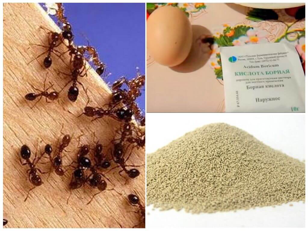 Recettes folkloriques pour la lutte contre les fourmis