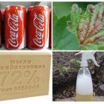 Application de pucerons Coca-Cola