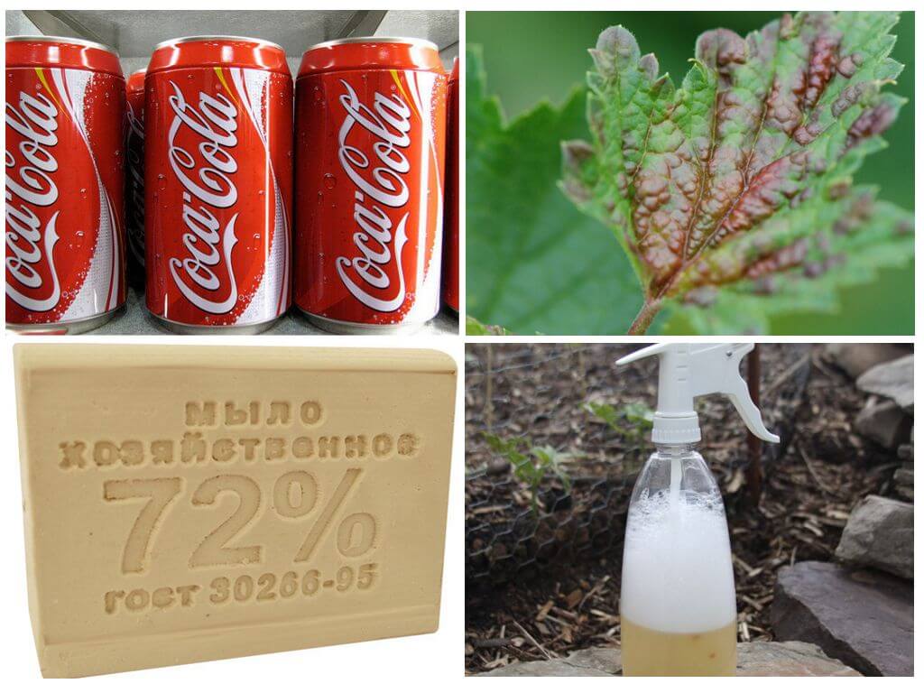 Application de pucerons Coca-Cola