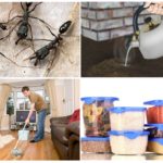 Empêcher l'apparition de fourmis