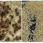 Millet de fourmis