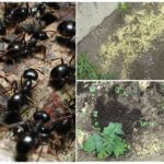L'utilisation de mil dans le pays des insectes