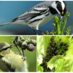 Les oiseaux mangent des pucerons