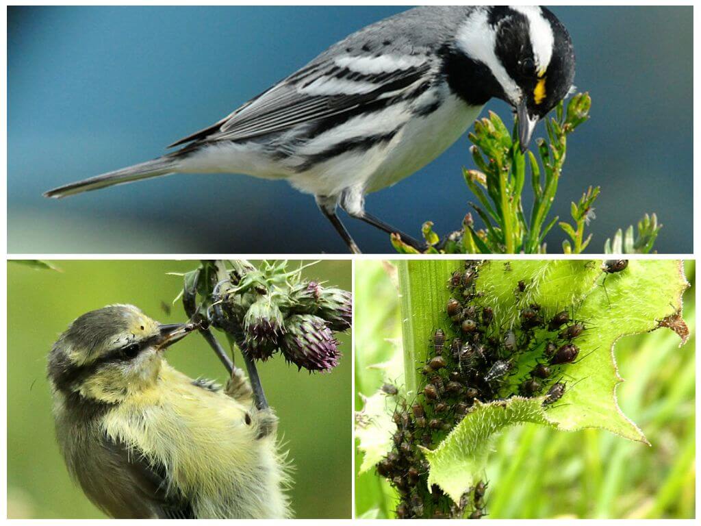 Les oiseaux mangent des pucerons