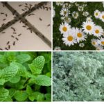 Fourmis Contrôle Des Plantes