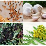 Plantes de fourmis
