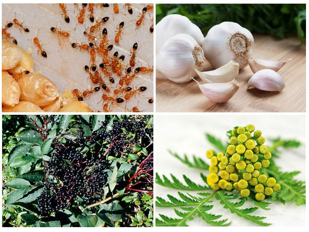 Plantes de fourmis