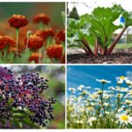 Plantes de pucerons
