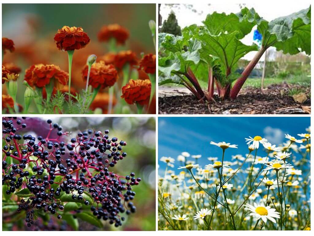 Plantes de pucerons