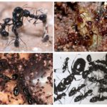 Élevage de fourmis