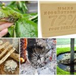 Recettes d'insectes