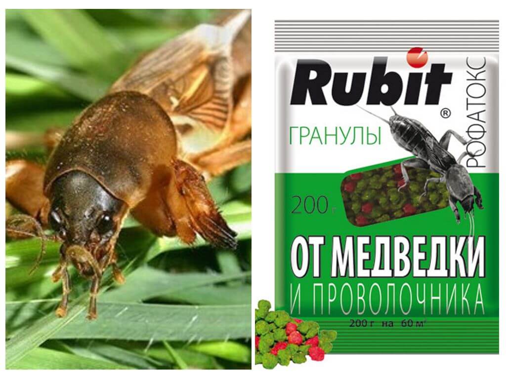 Couper les granules de Rofatoks de Medvedka