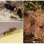 Fourmis noires