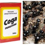 Des fourmis à la soude