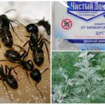 Façons de combattre les fourmis