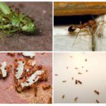 Habitat de fourmis