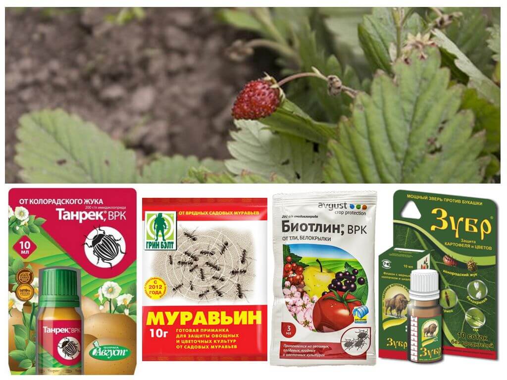 Produits de fourmi sur les fraises