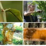 Agents d'imprégnation pour arbres