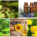 Lutte antiparasitaire