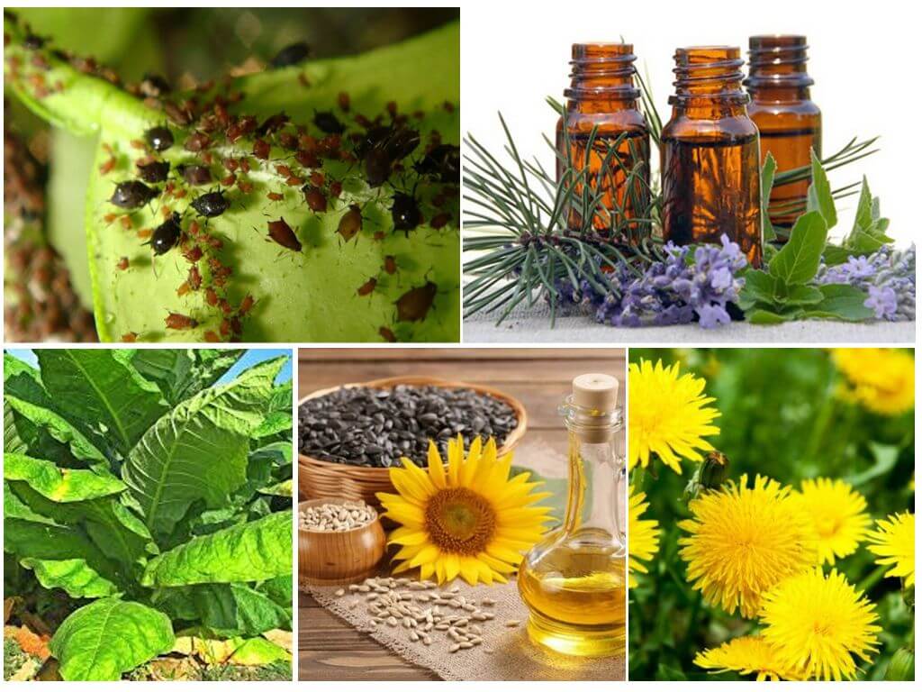 Lutte antiparasitaire