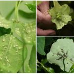 Pucerons sur les plantes d'intérieur