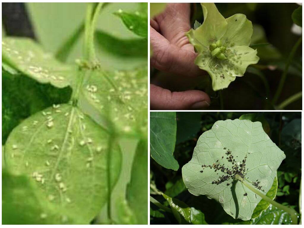 Pucerons sur les plantes d'intérieur