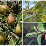 Pucerons sur poire