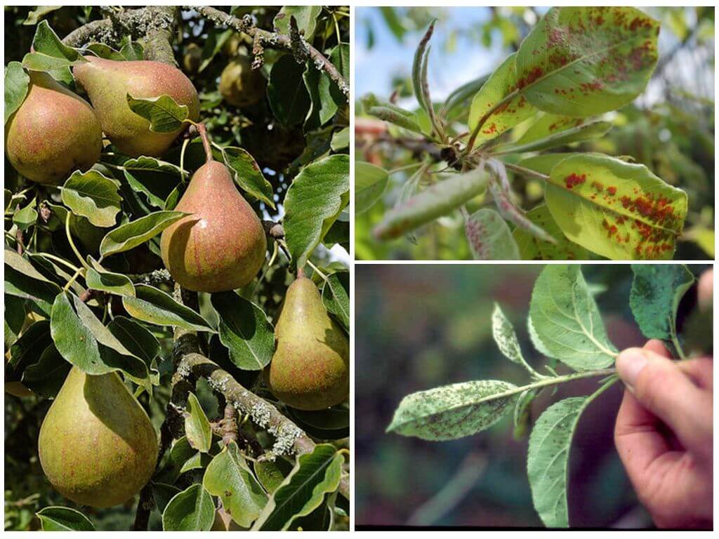 Pucerons sur poire