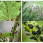 Puceron dans le jardin
