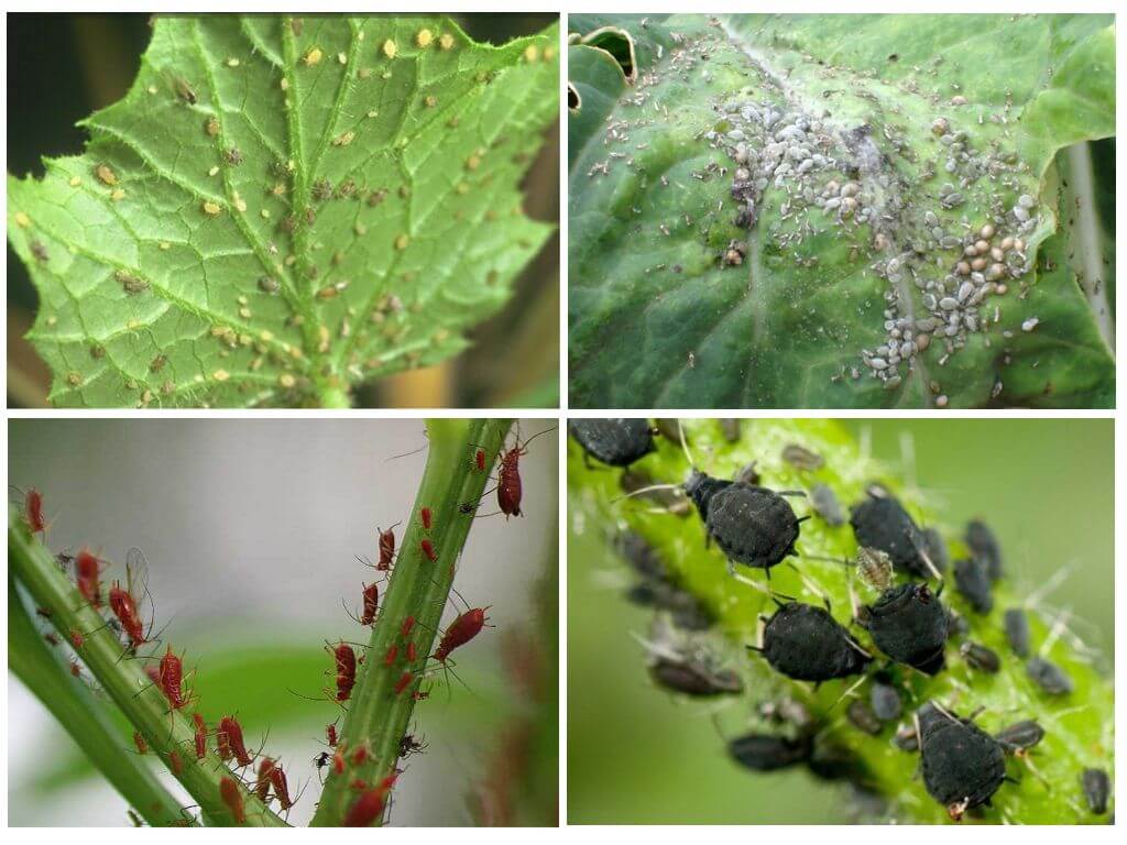 Puceron dans le jardin