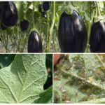 Pucerons sur l'aubergine