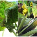 Pucerons sur les courgettes