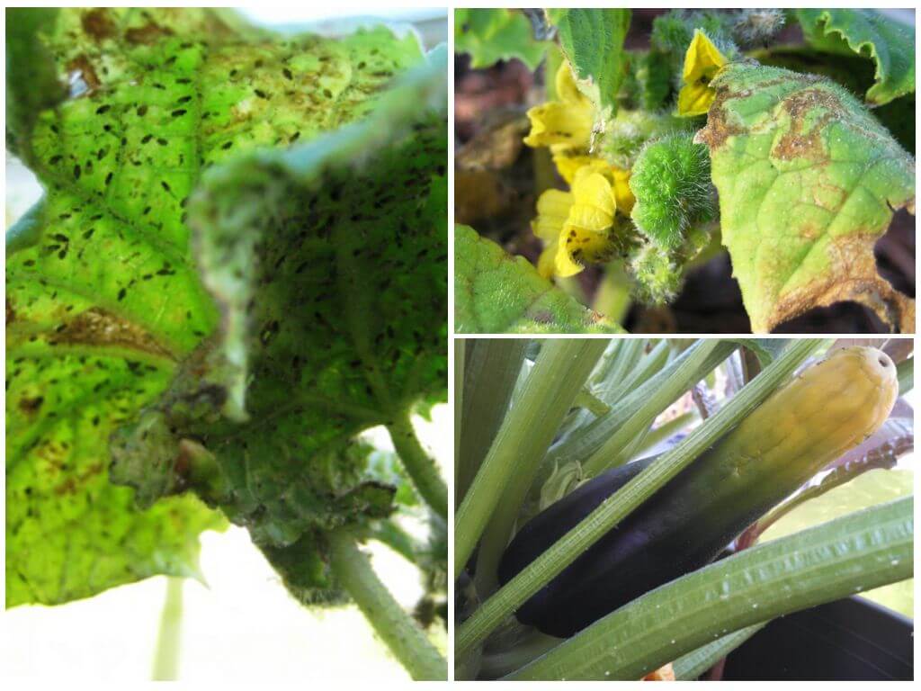 Pucerons sur les courgettes