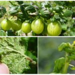 Pucerons sur la groseille