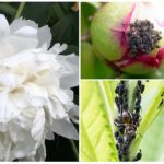 Pucerons sur les pivoines