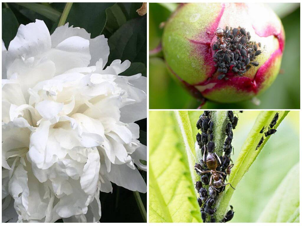 Pucerons sur les pivoines