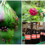 Boissons gazeuses de pucerons