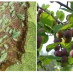Pucerons sur la prune