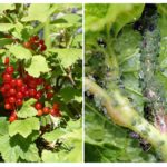Pucerons sur les groseilles